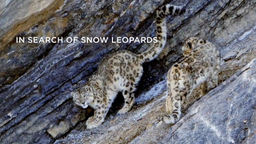 In Search of Snow Leopards S1 Ep02