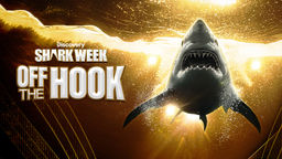 Shark Week: Off the Hook