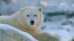 Baby Animals S2 Ep06