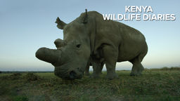 Kenya Wildlife Diaries S1 Ep06