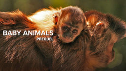Baby Animals - Prequel S1 Ep07