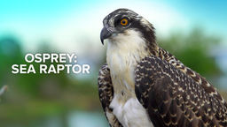 Osprey: Sea Raptor