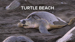 Turtle Beach