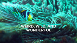 Weird, Wild & Wonderful