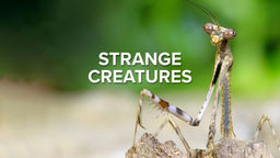 Strange Creatures S1 Ep03