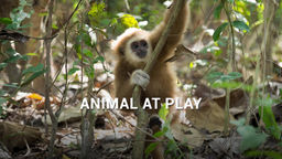 Animals at Play S1 Ep02