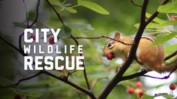 City Wildlife Rescue S1 Ep05