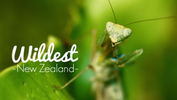 Wildest New Zealand S1 Ep01