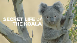 Secret Life of the Koala S1 Ep01