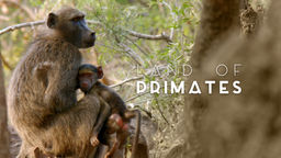 Land of Primates S1 Ep01