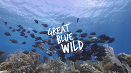Great Blue Wild S2 Ep02