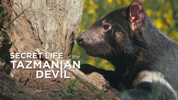 Secret Life of the Tasmanian Devil S1 Ep02