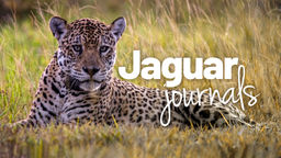 Jaguar Journals S1 Ep01