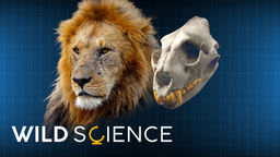 Wild Science S1 Ep01