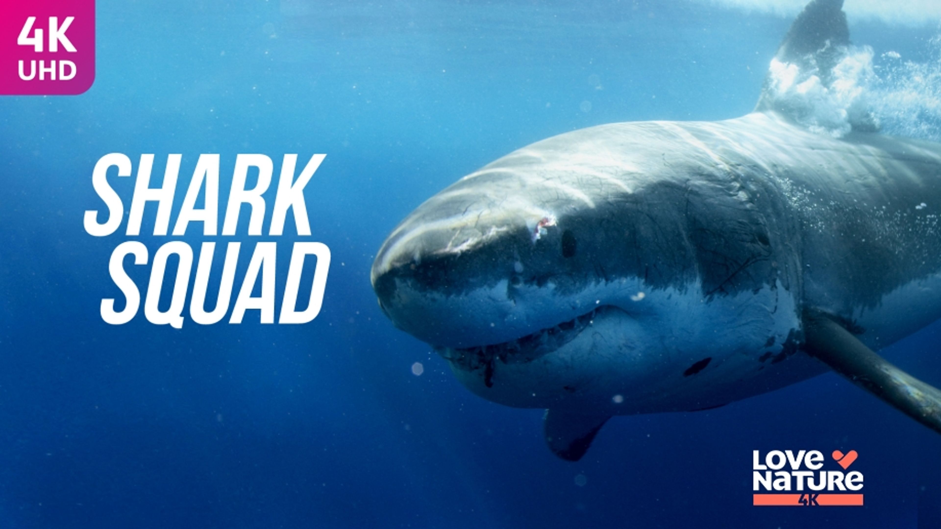 Shark Squad