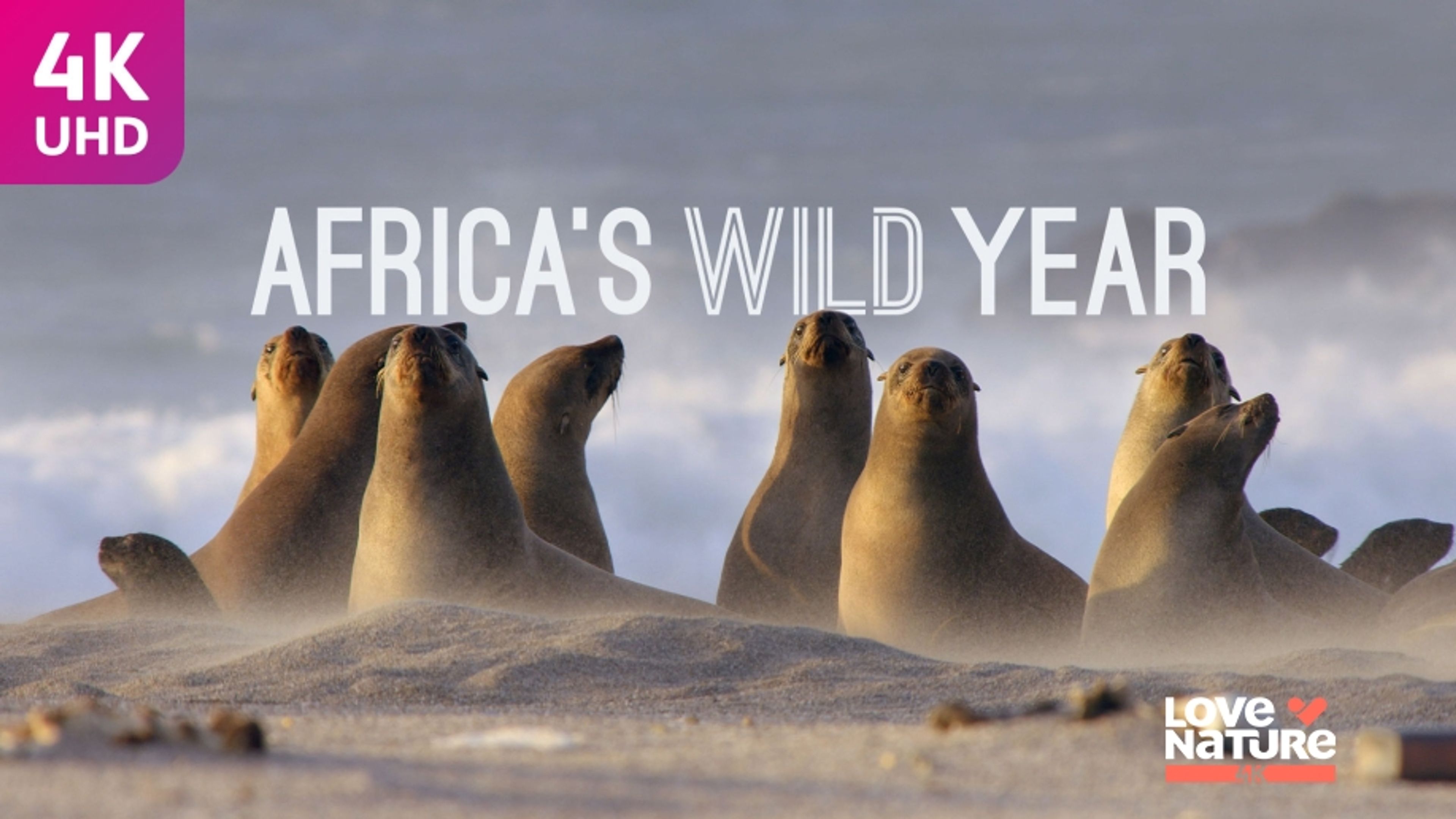 Africa's Wild Year