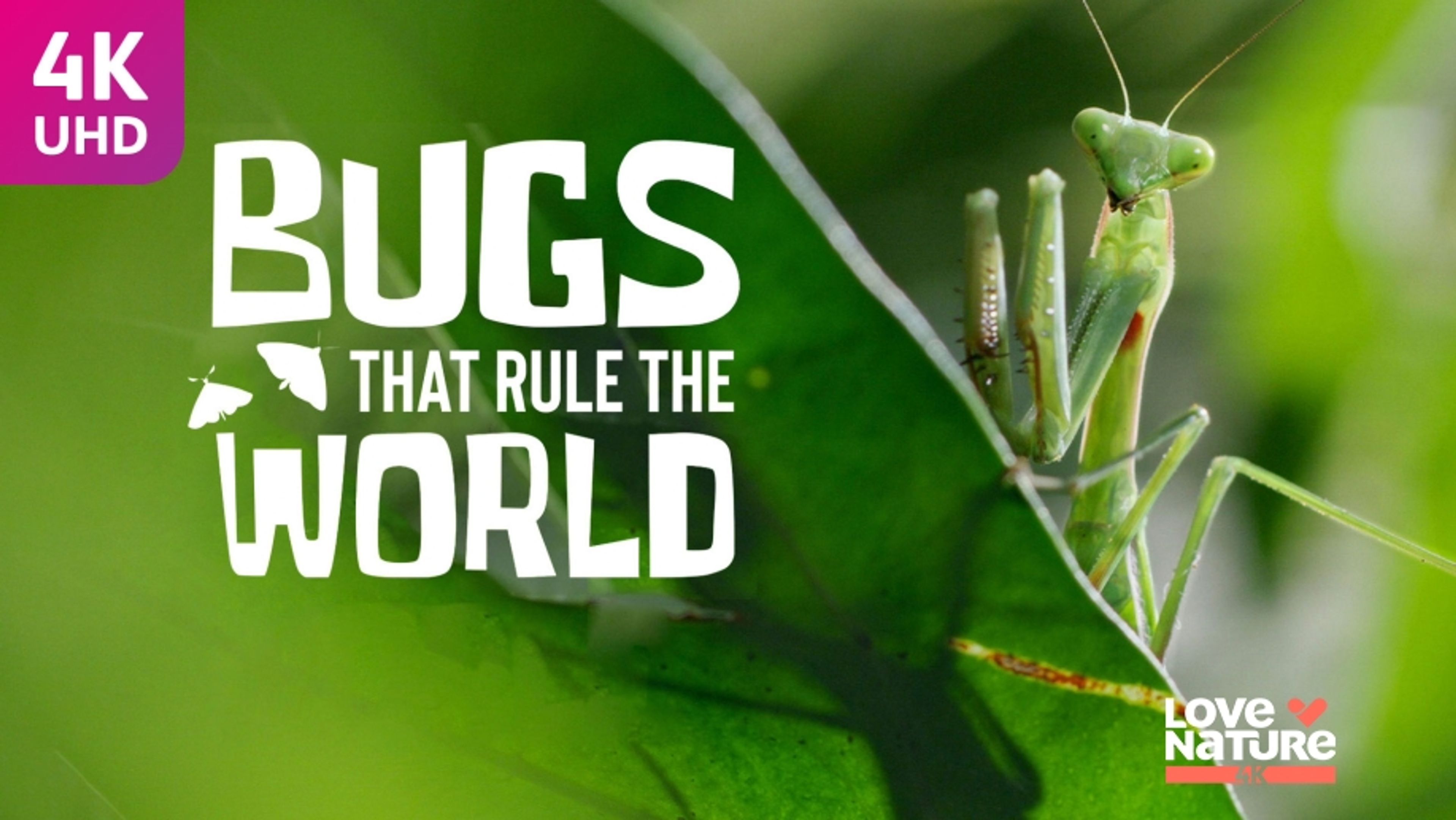 Bugs that Rule the World