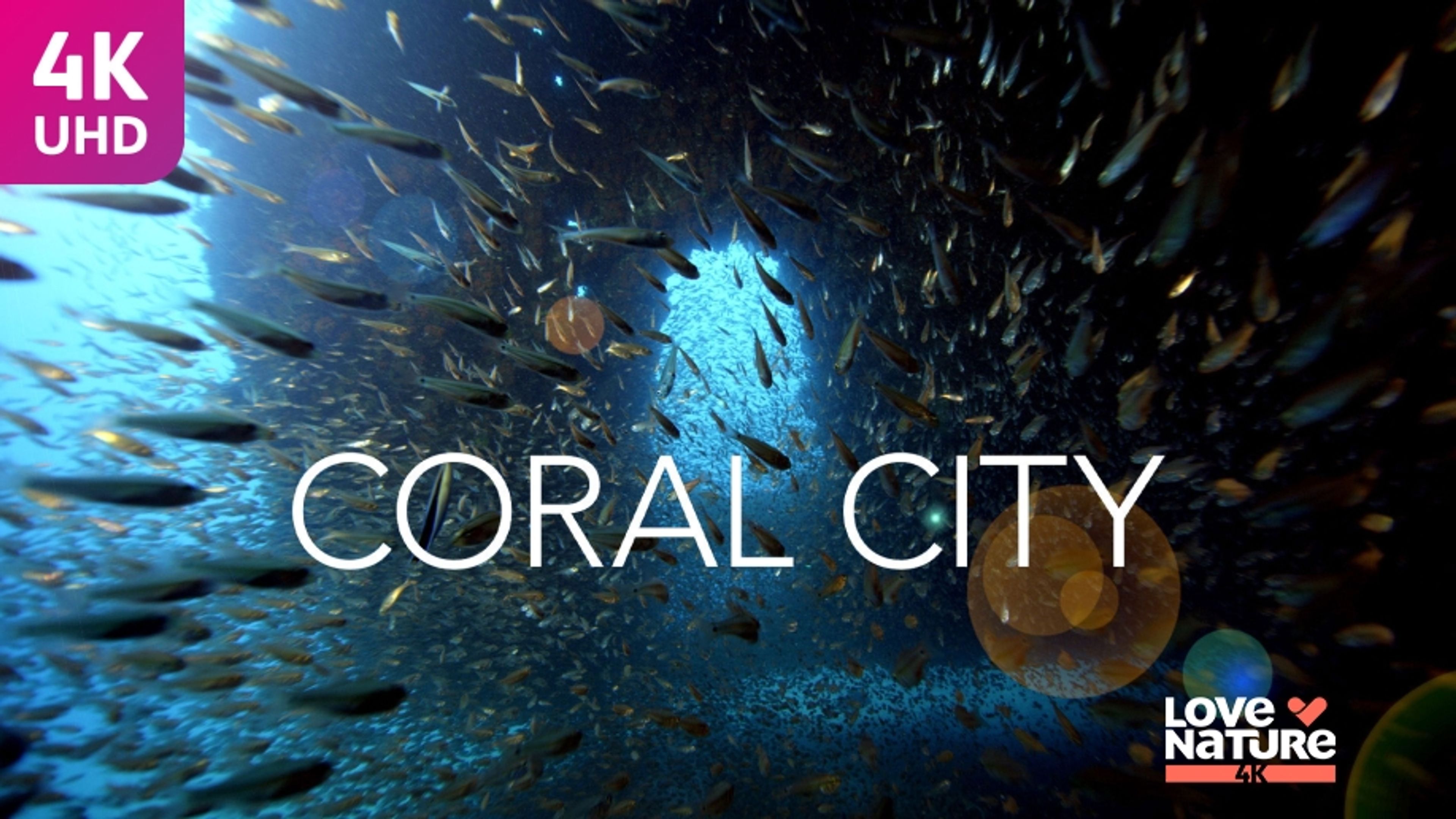 Coral City