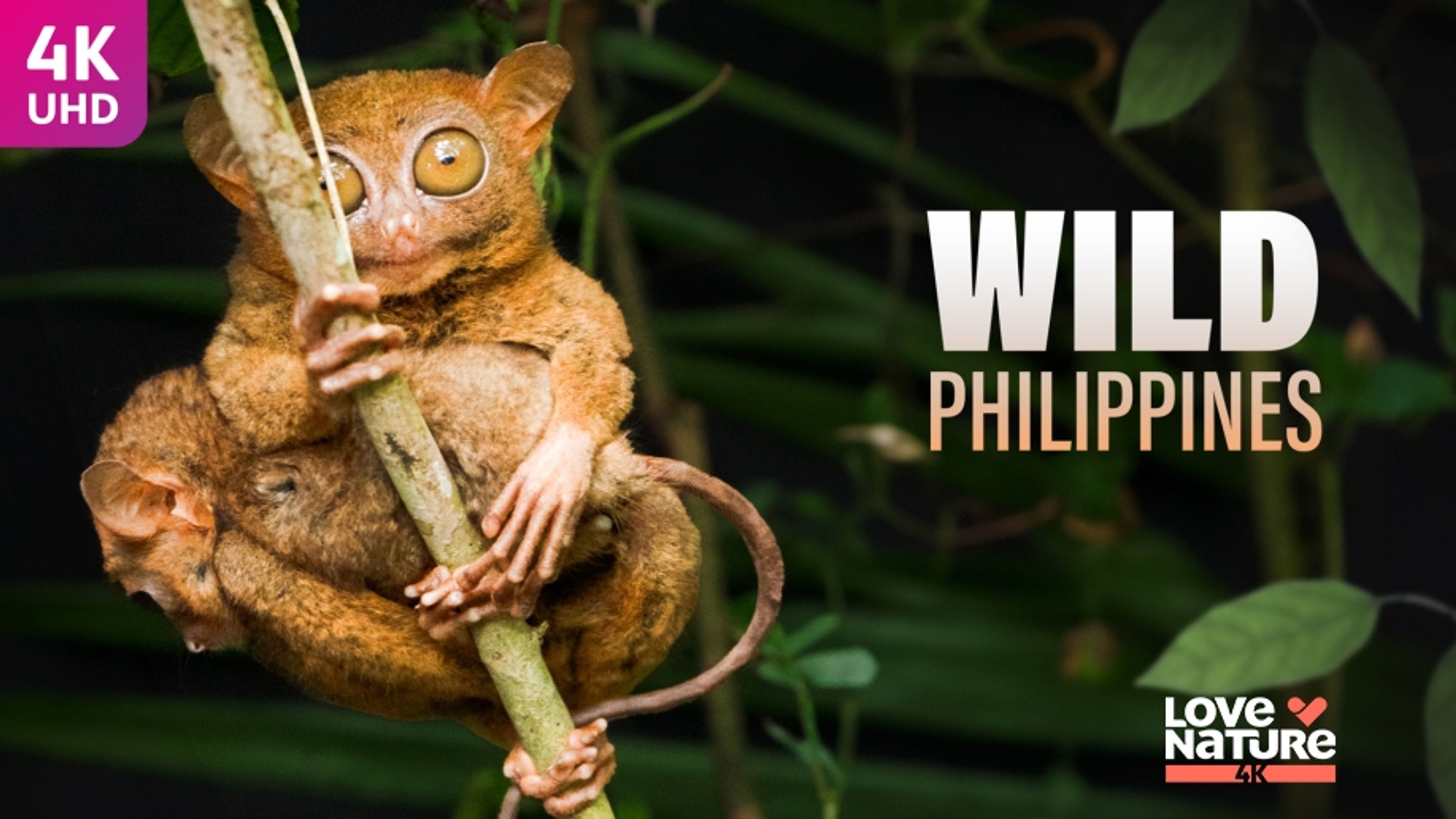 Wild Philippines
