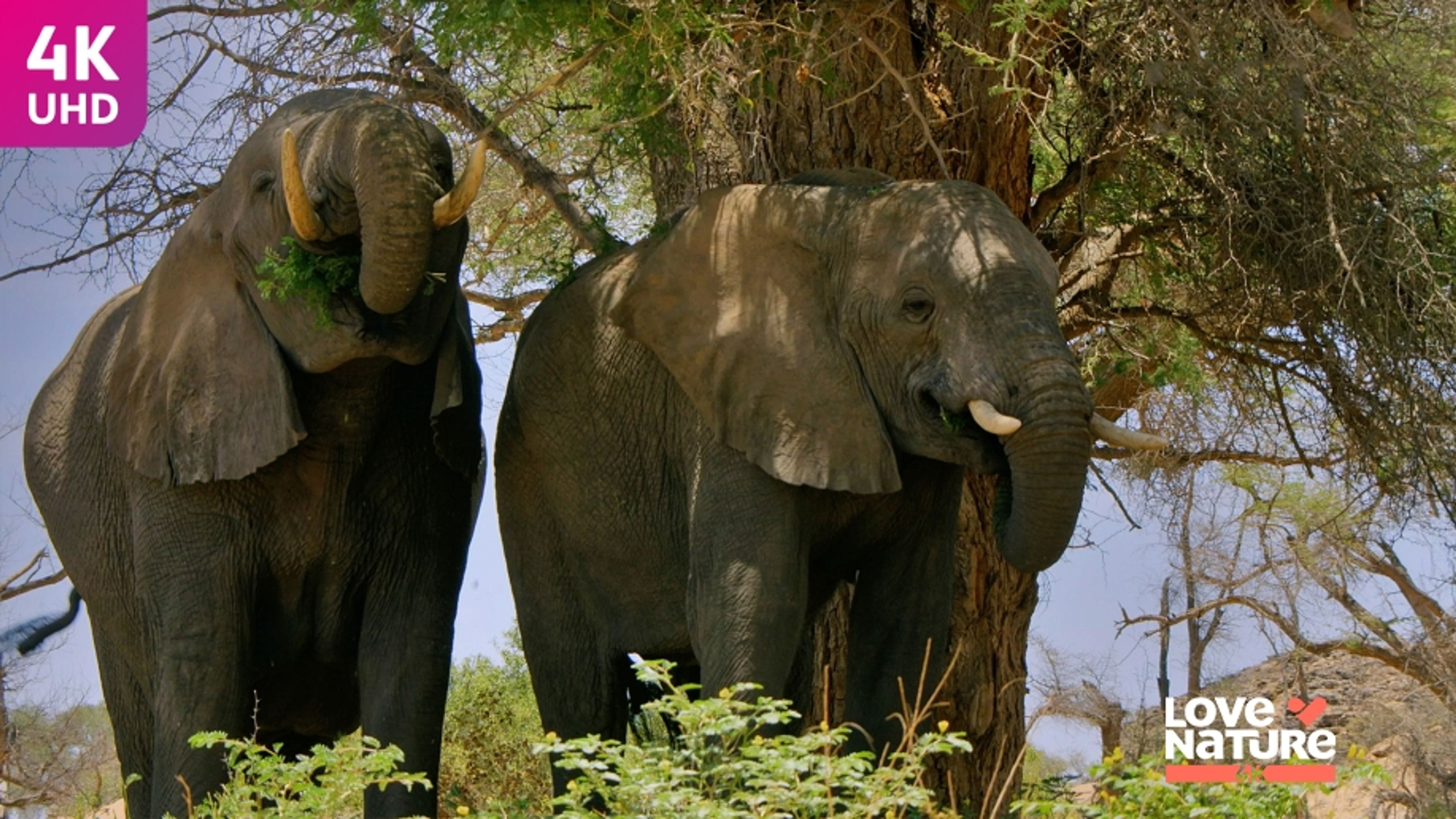 The Great Elephant Tale