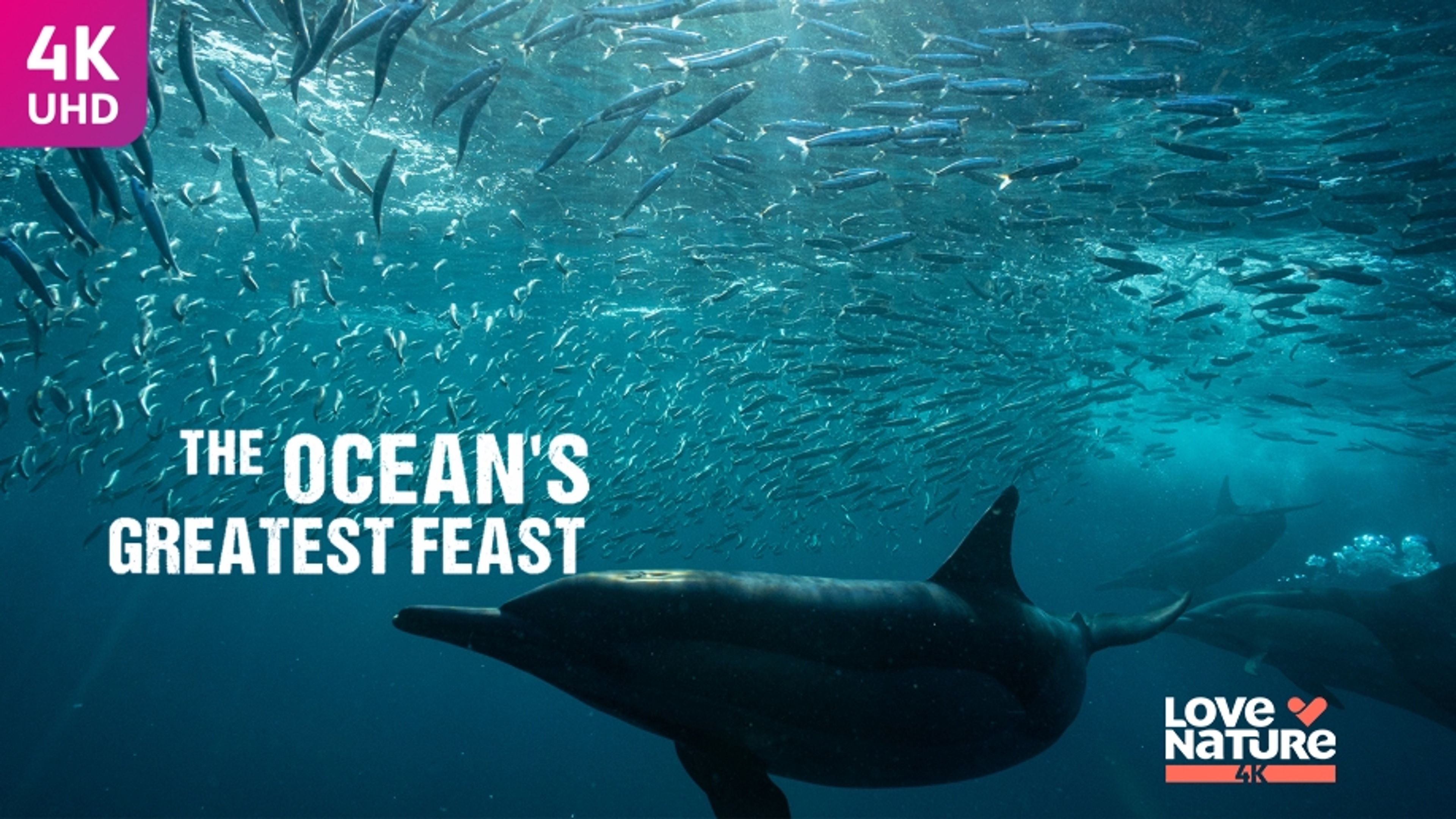 The Ocean's Greatest Feast
