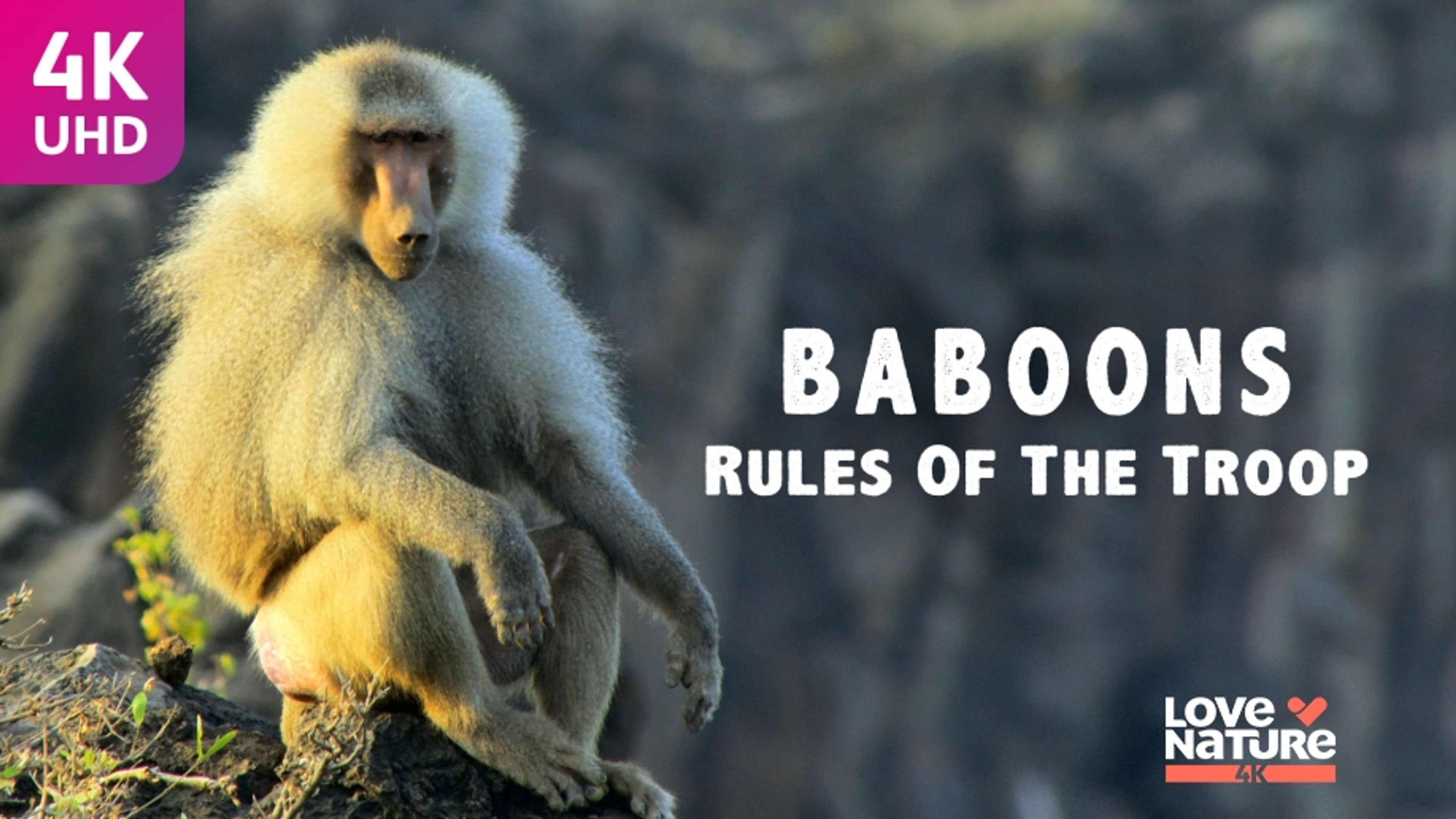 Baboons Rules of the Troop