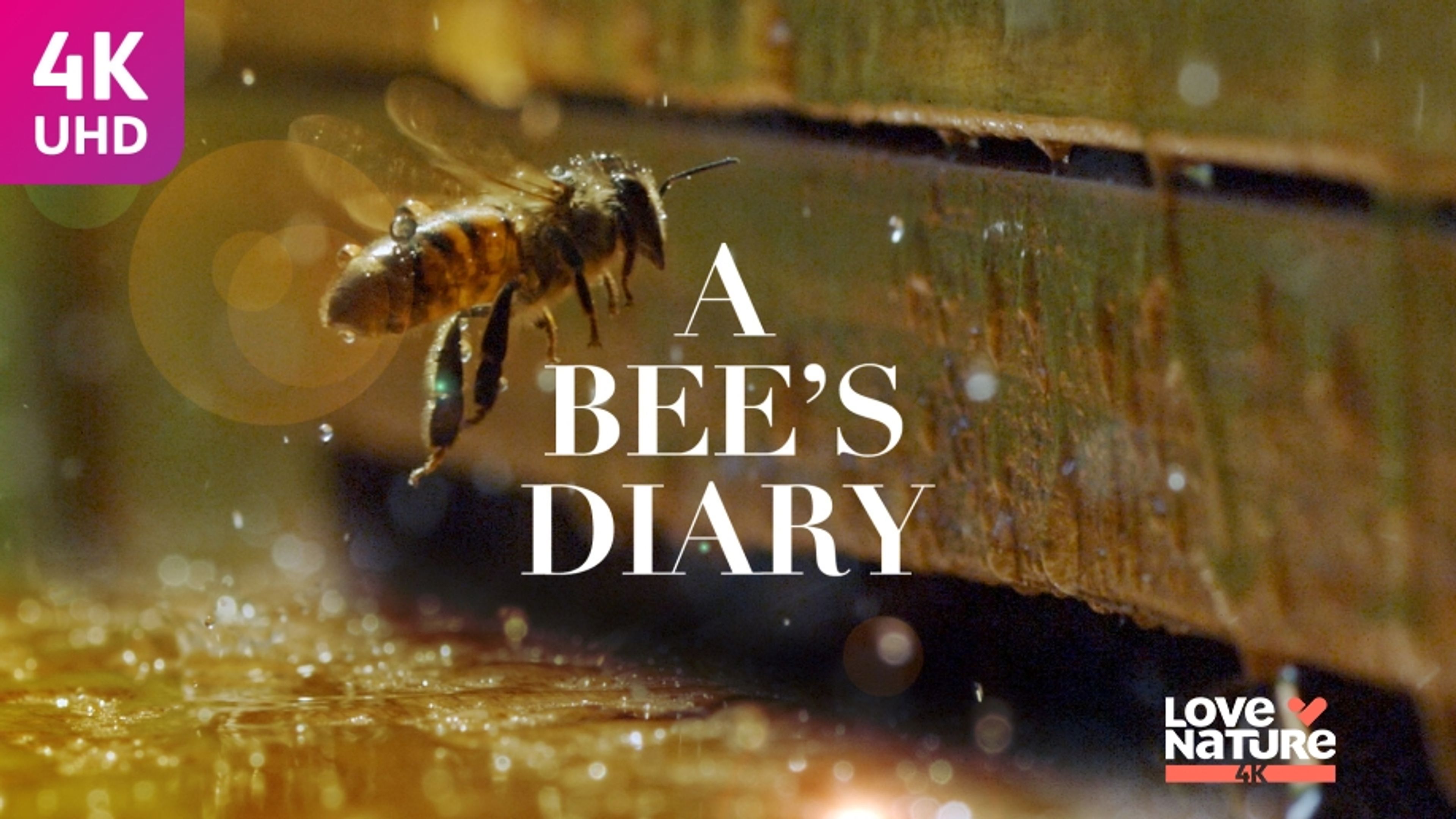 A Bees Diary