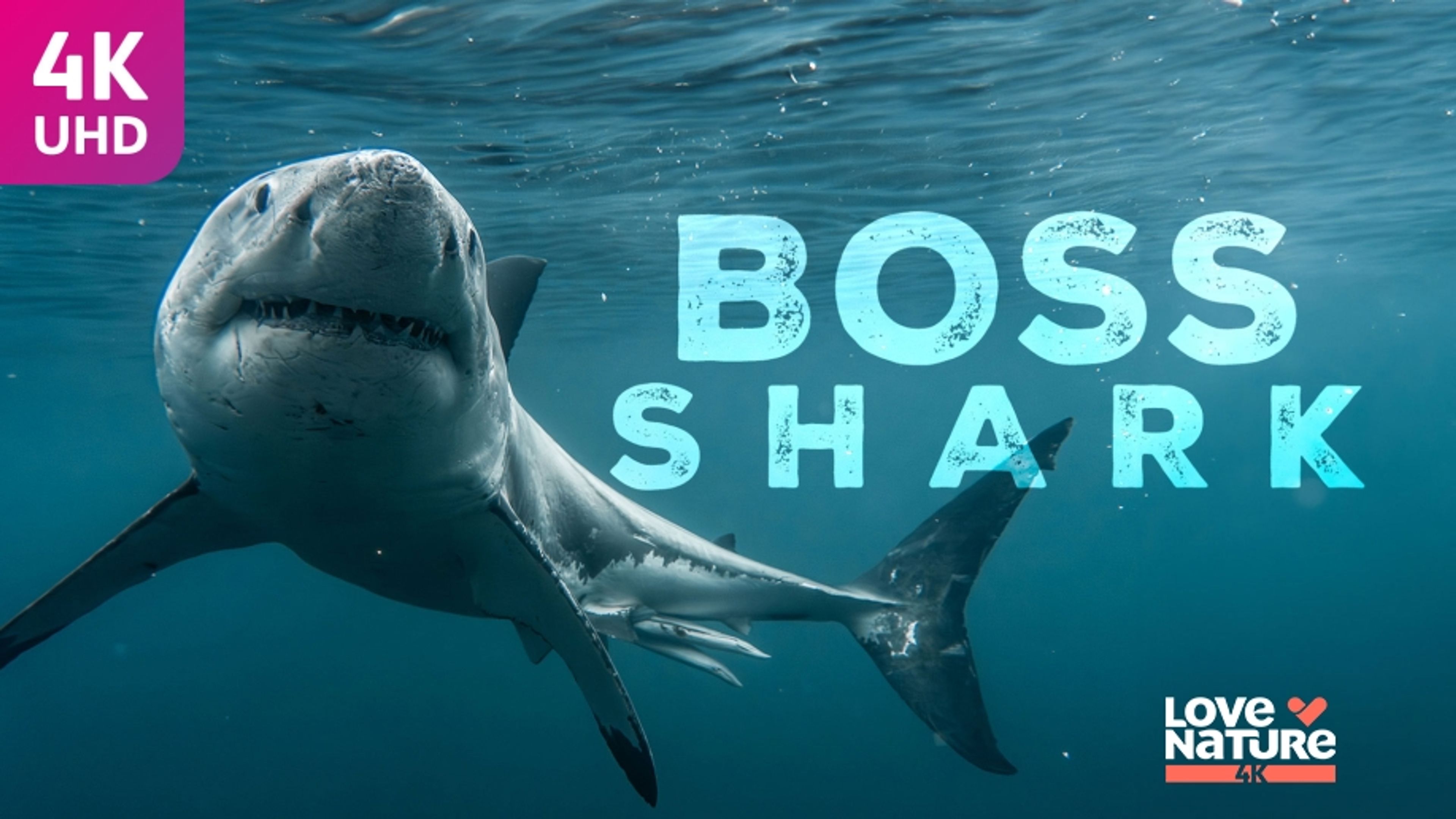 Boss Shark