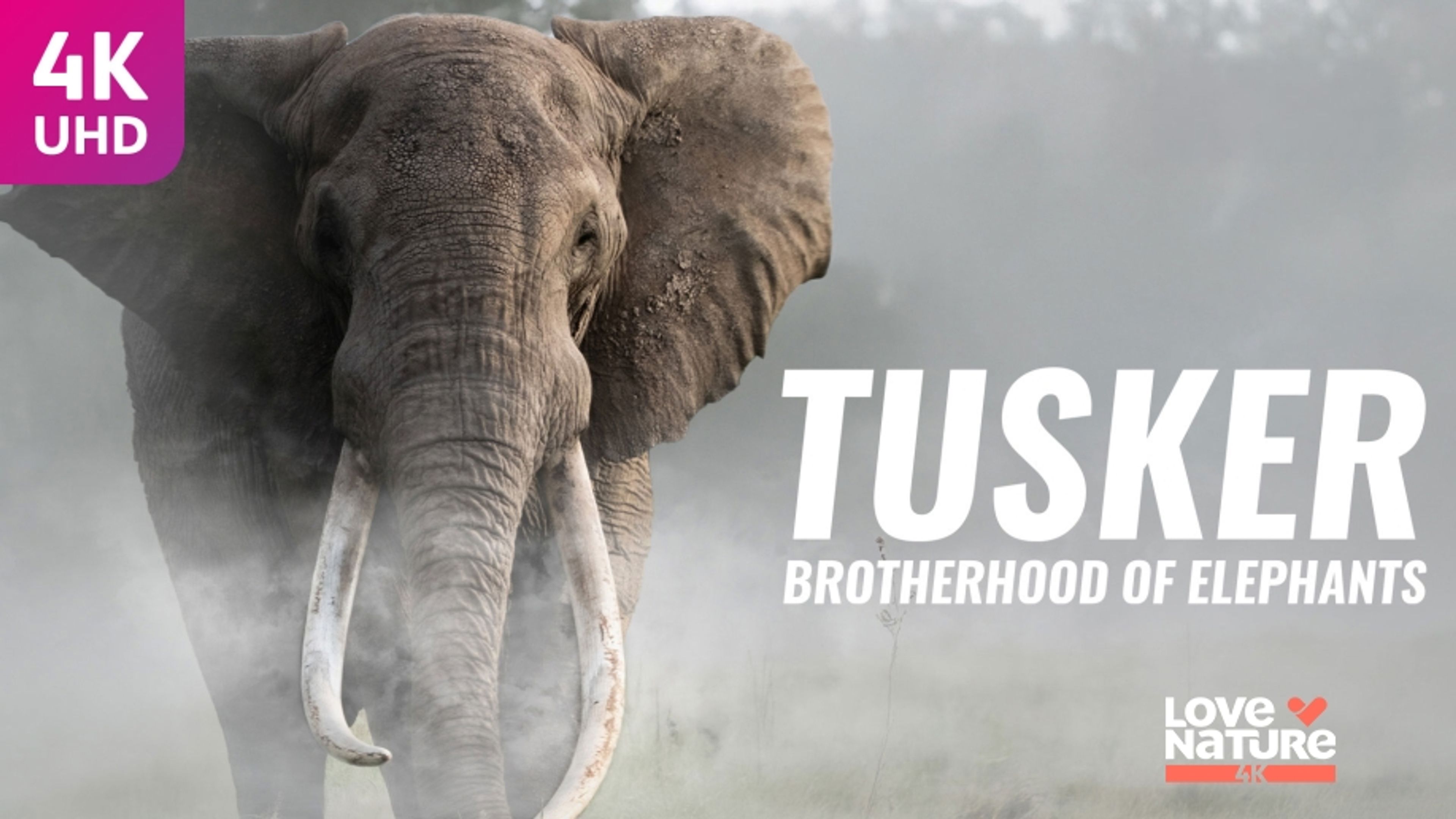 Tusker: Brotherhood of Elephants