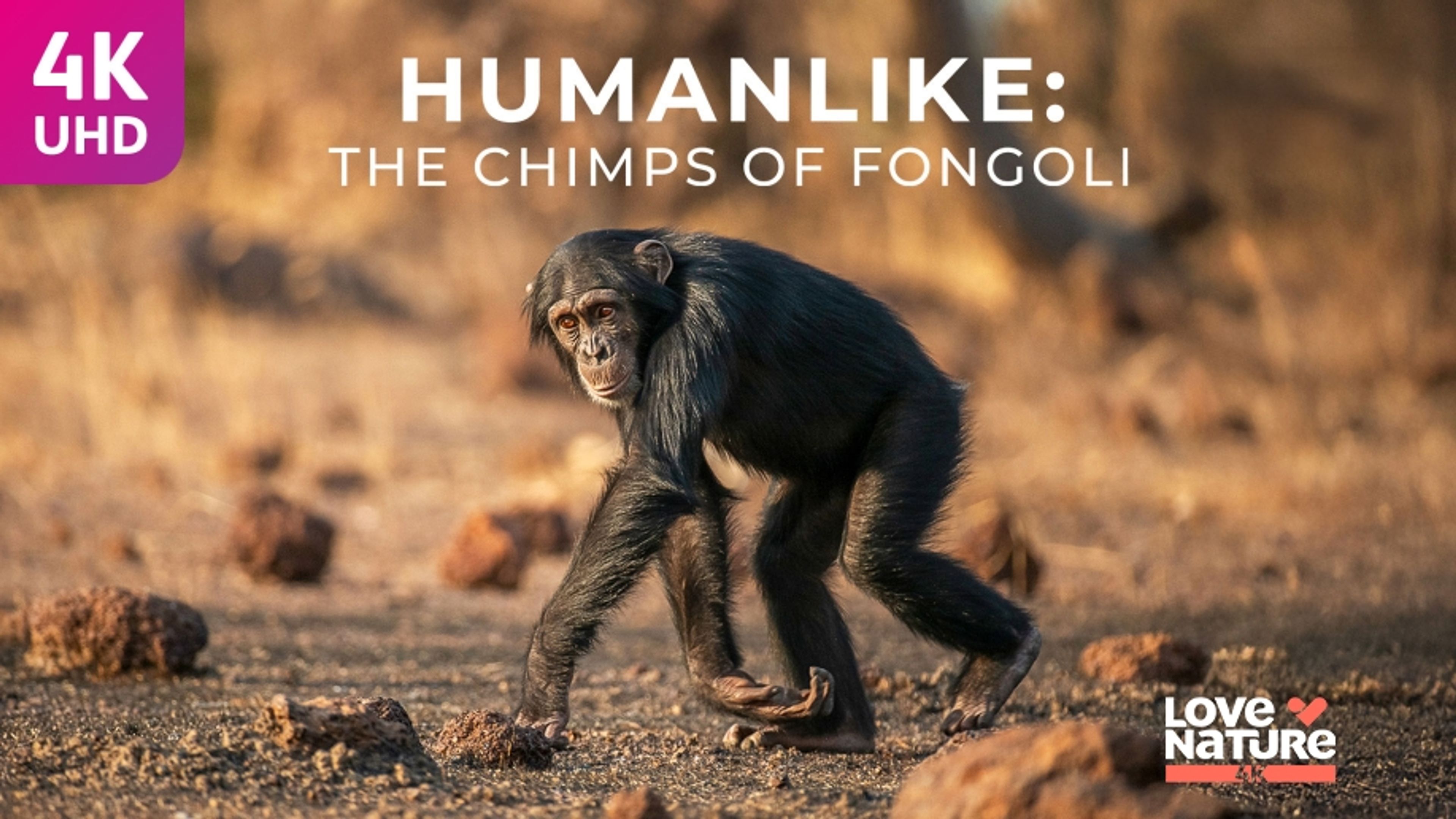 HumanLike: The Chimps of Fongoli