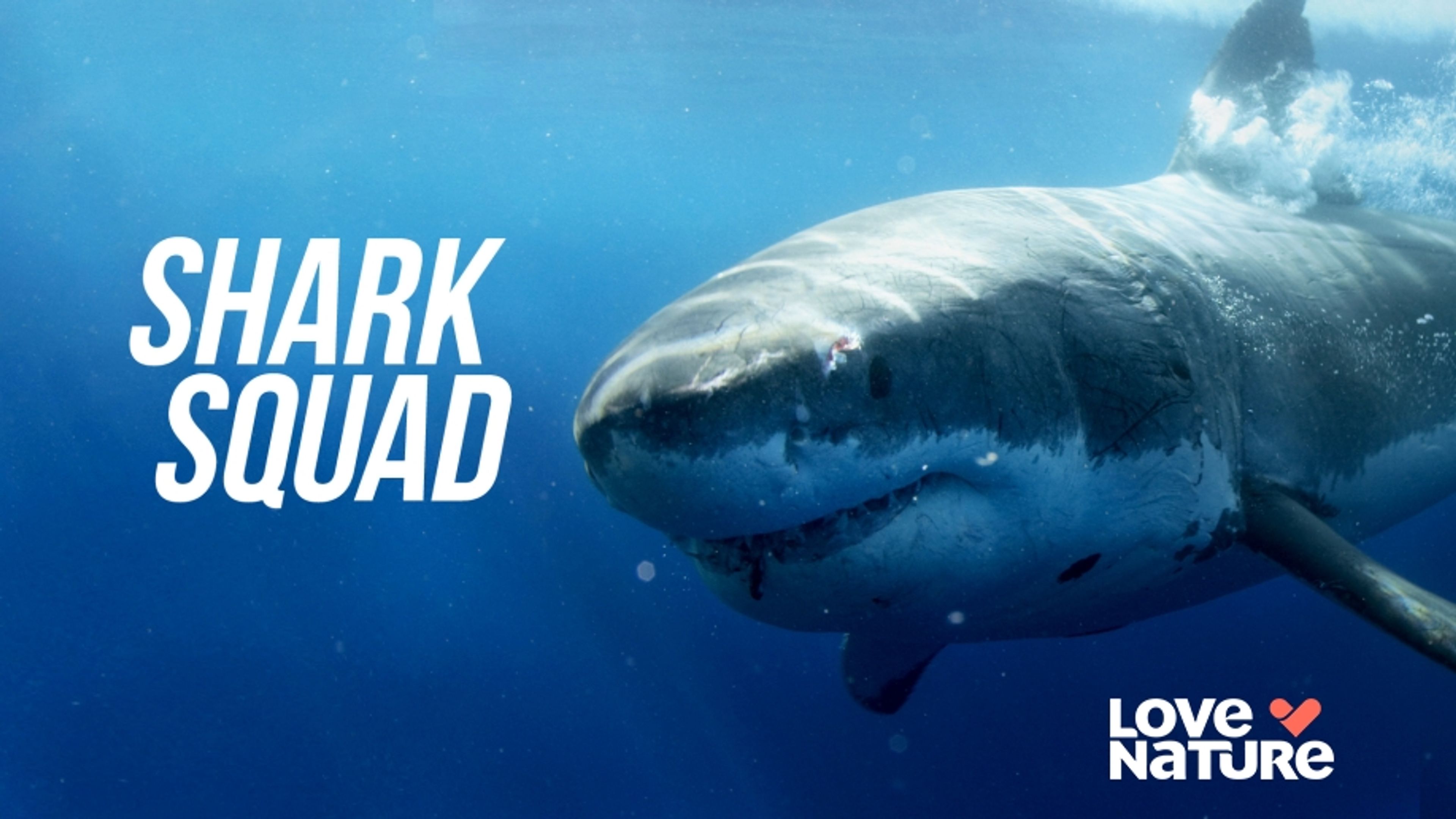 Shark Squad
