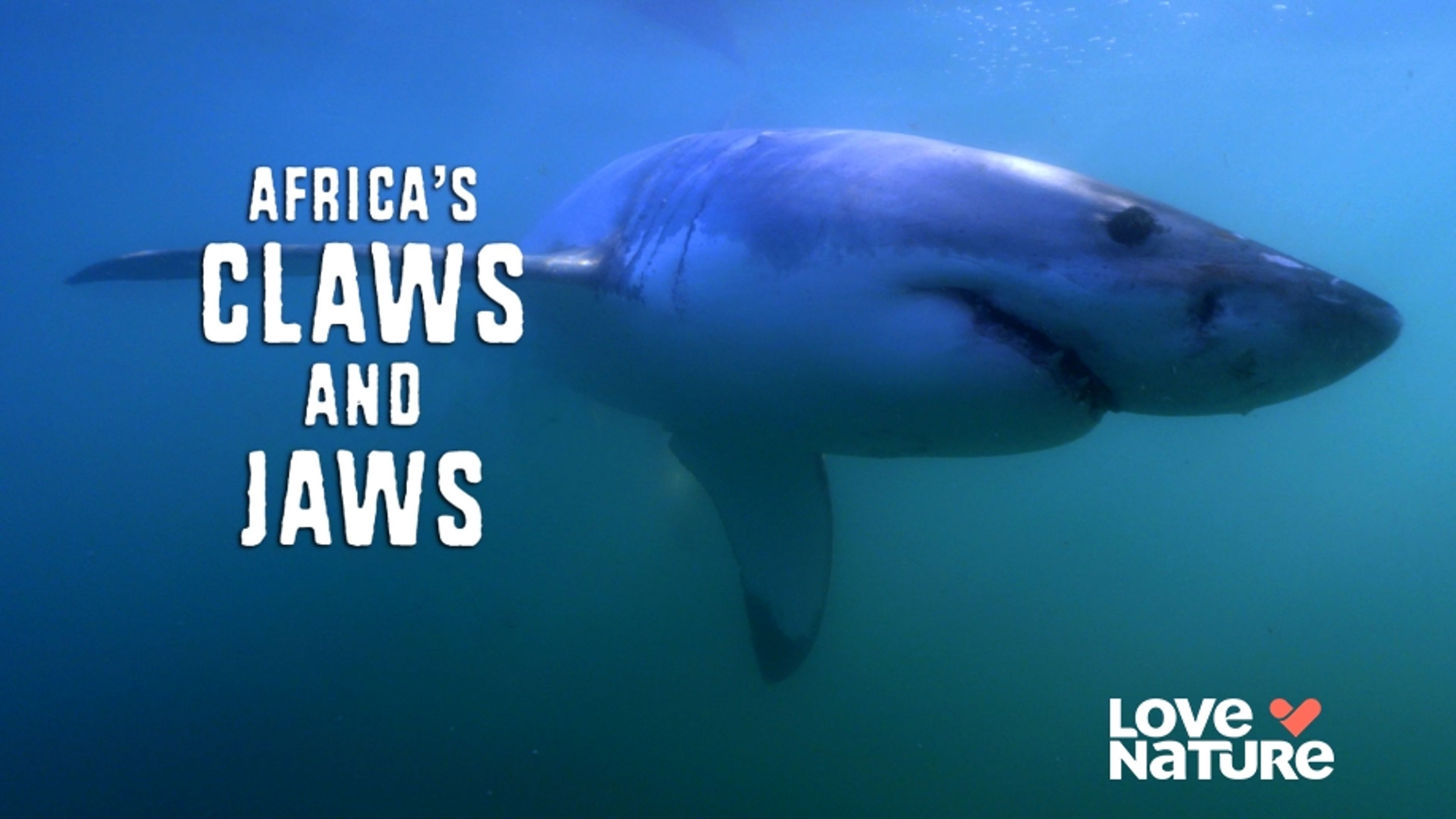 Africa's Claws & Jaws