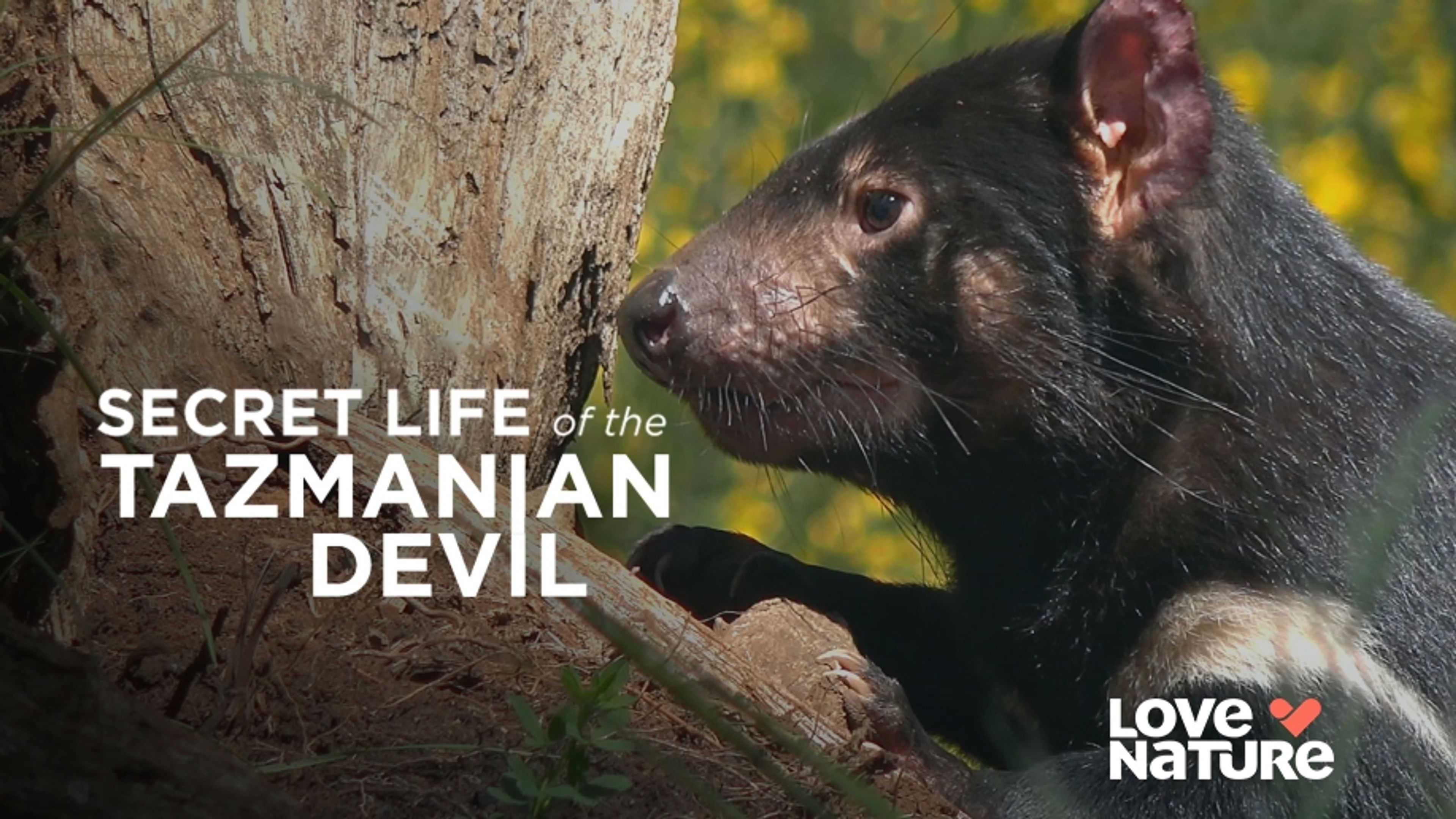 Secret Life of the Tasmanian Devil
