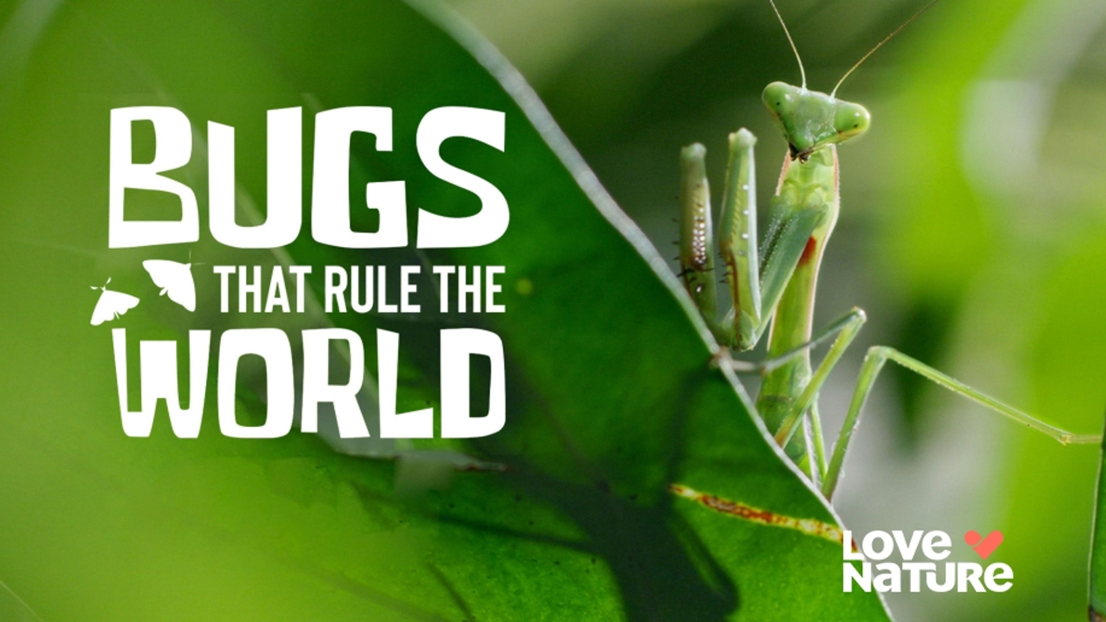 Bugs that Rule the World