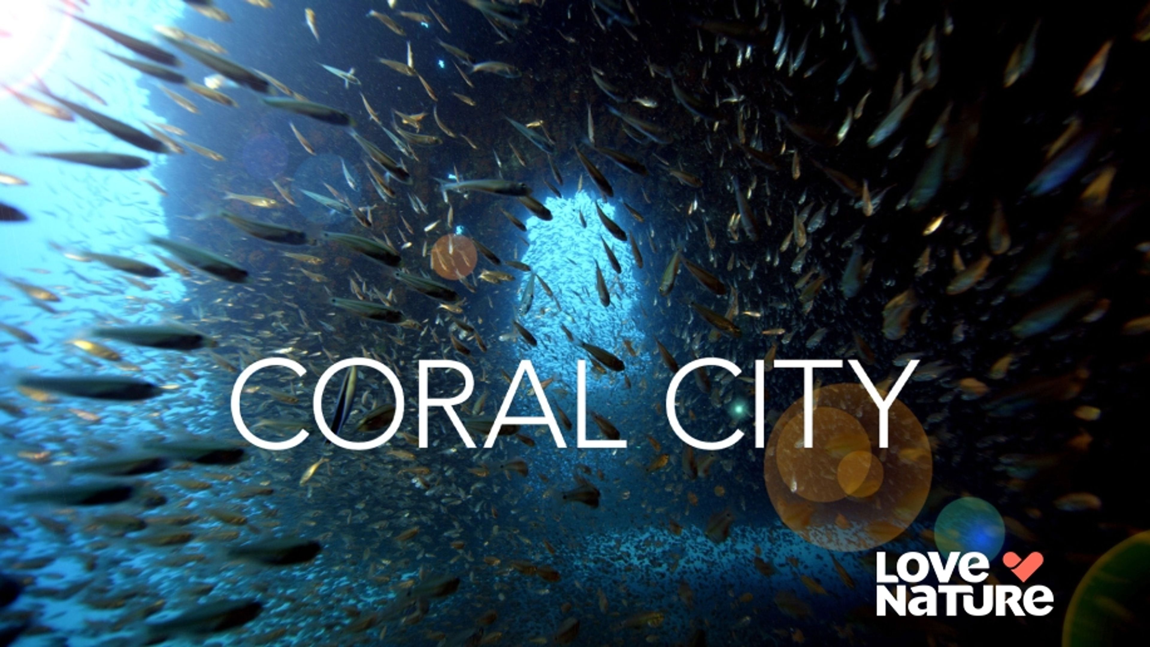 Coral City
