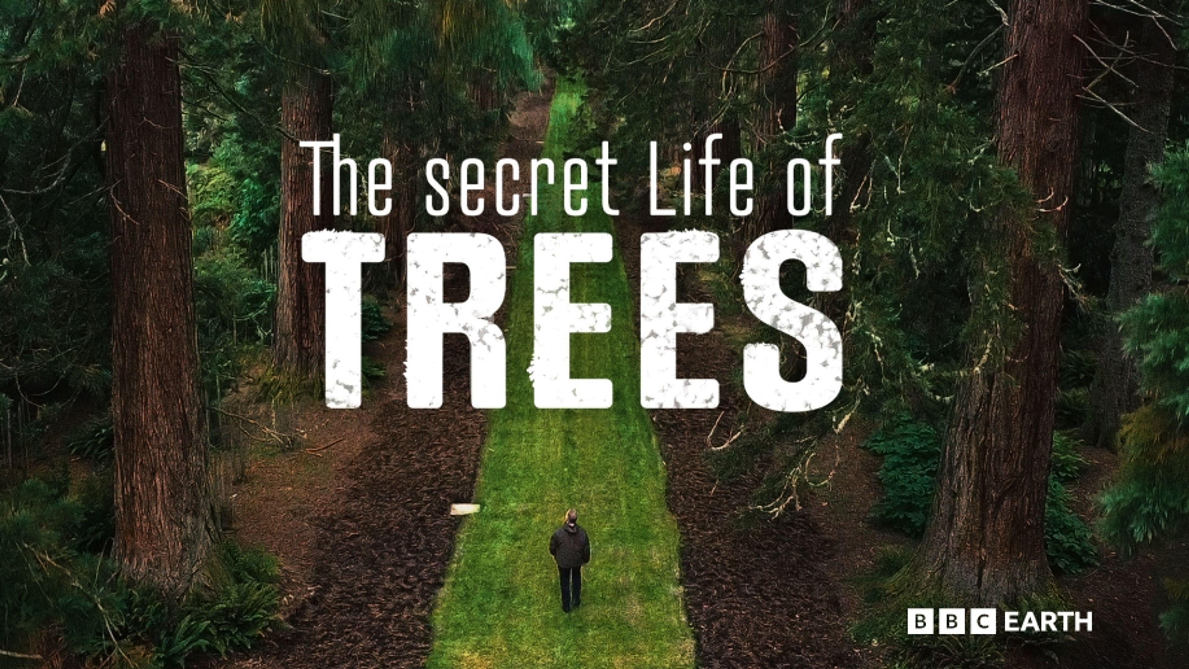 The Secret Life of Trees