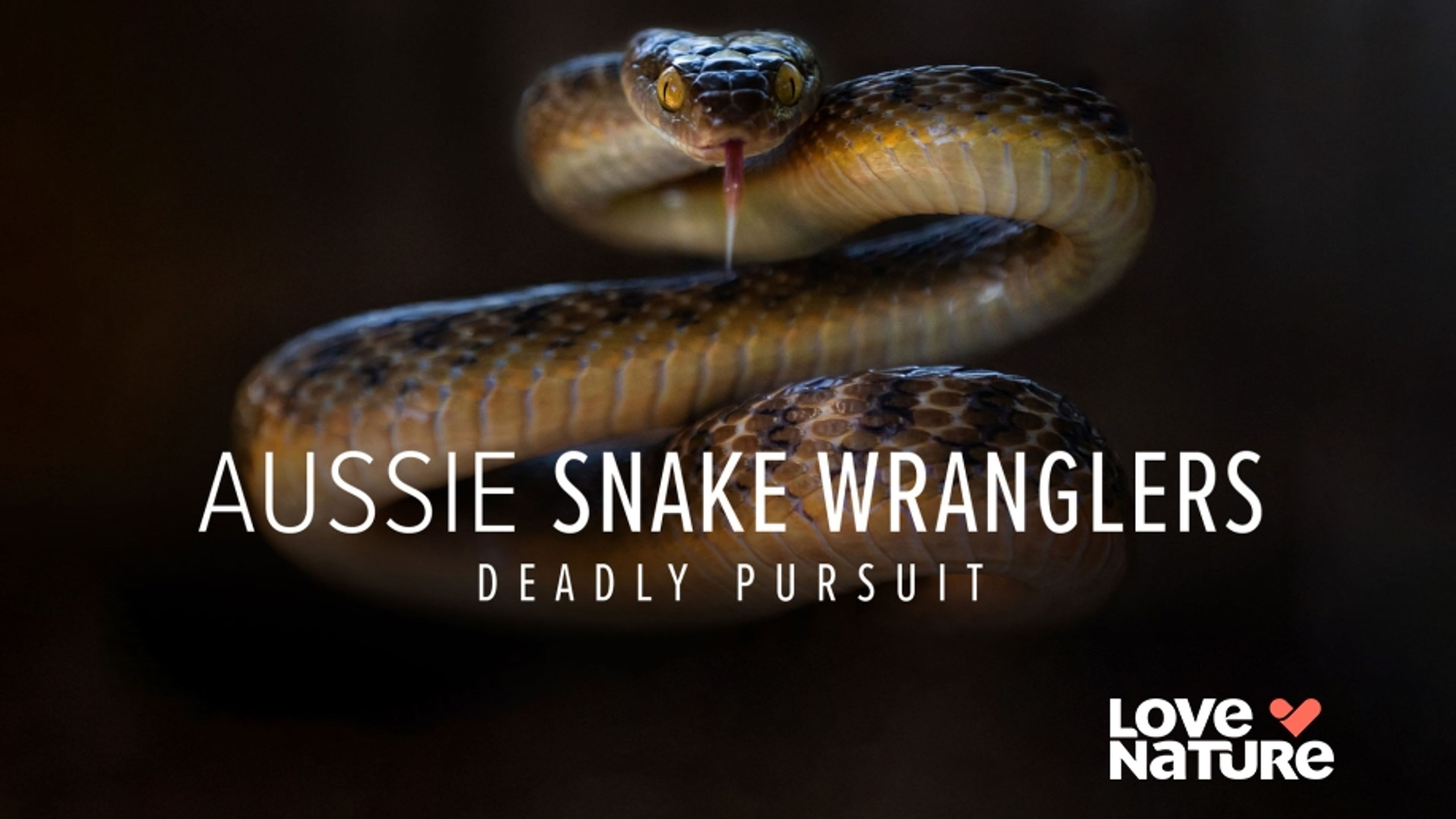 Aussie Snake Wranglers: Deadly Pursuit