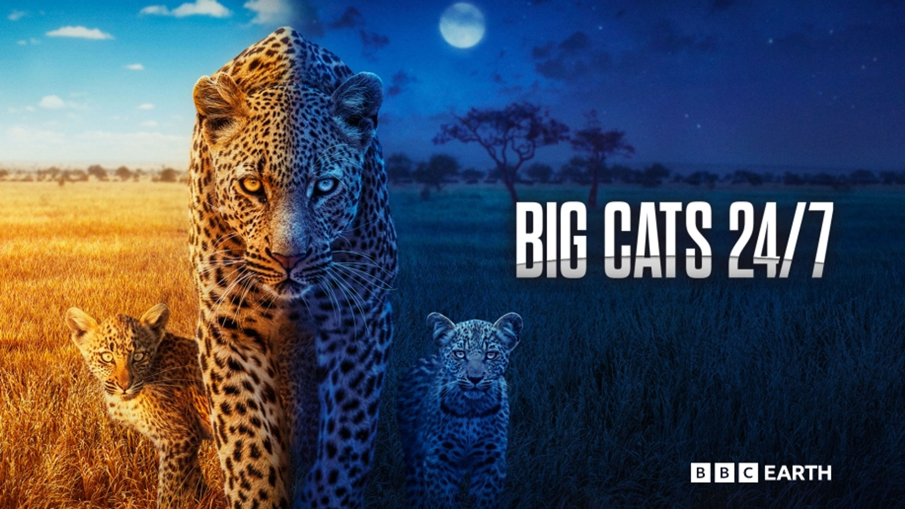 Big Cats 24/7