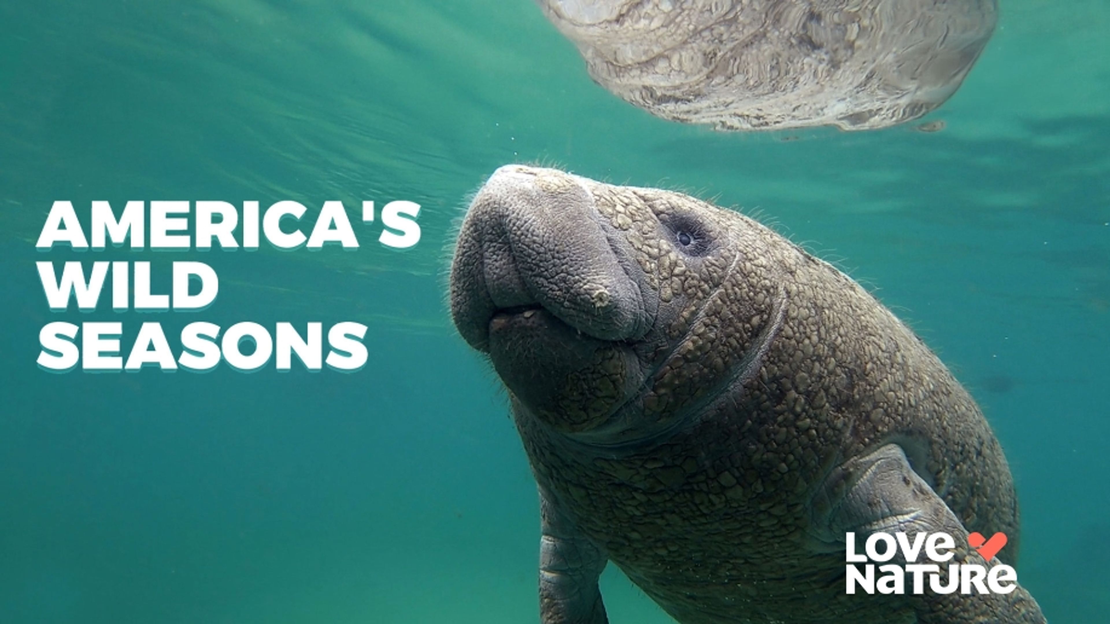 America's Wild Seasons