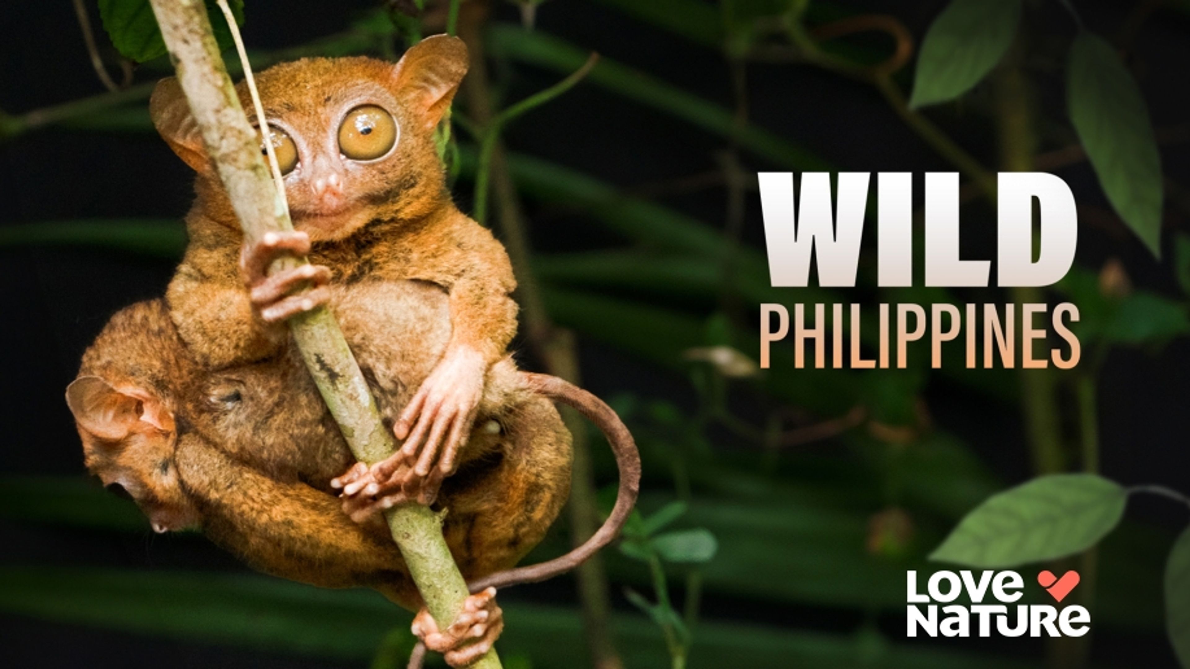Wild Philippines