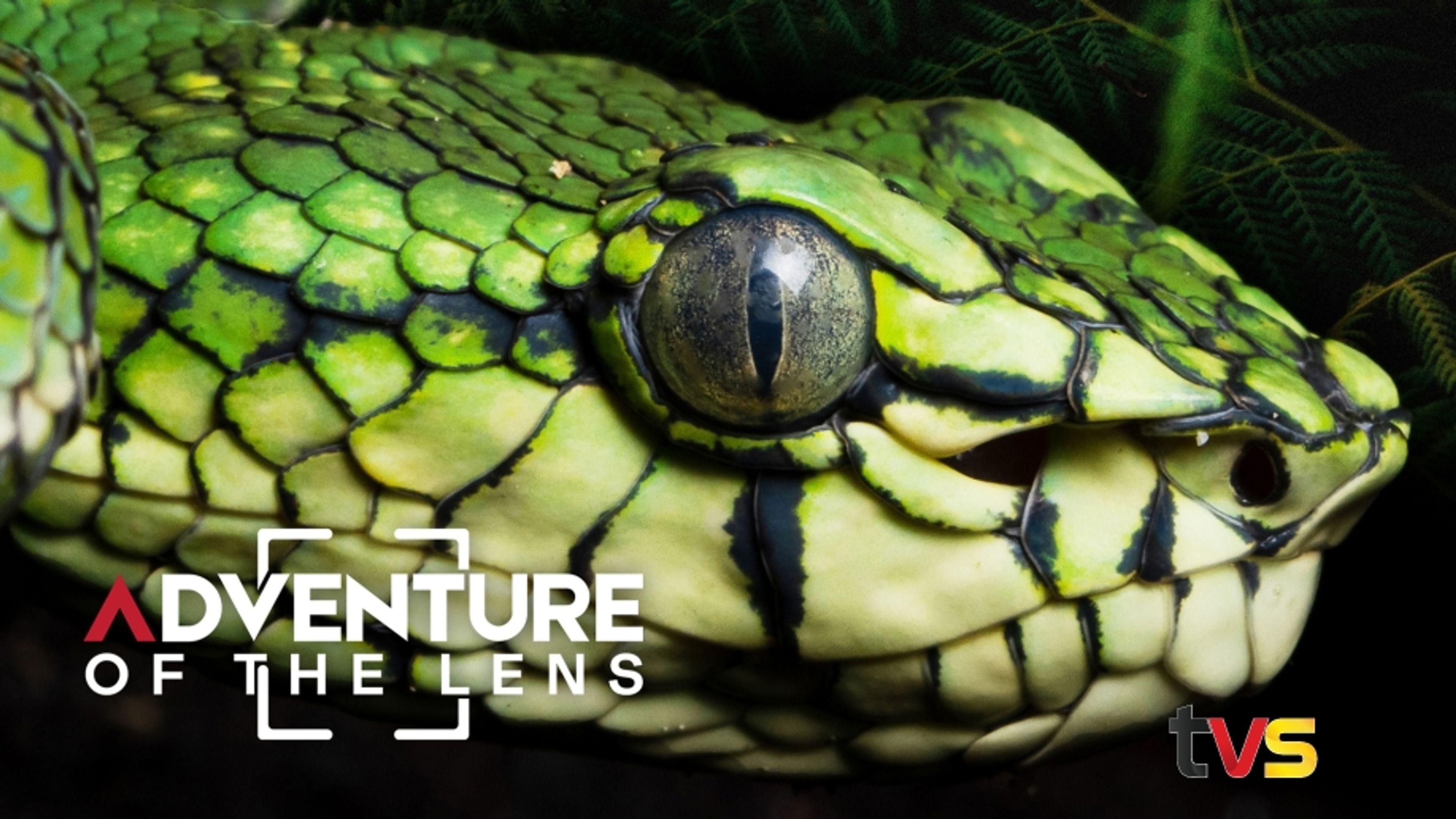 Adventure of The Lens