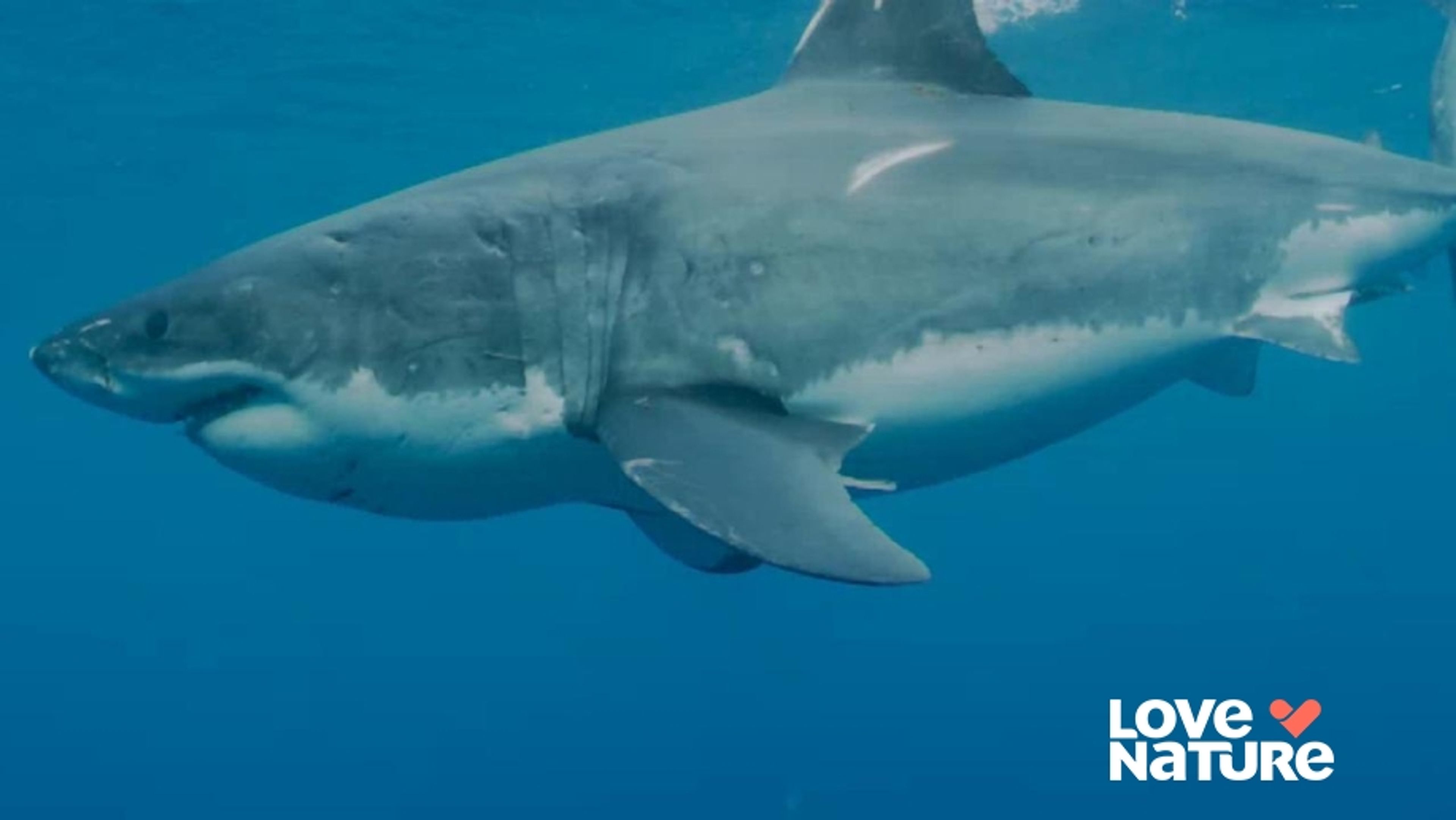 Boss Shark