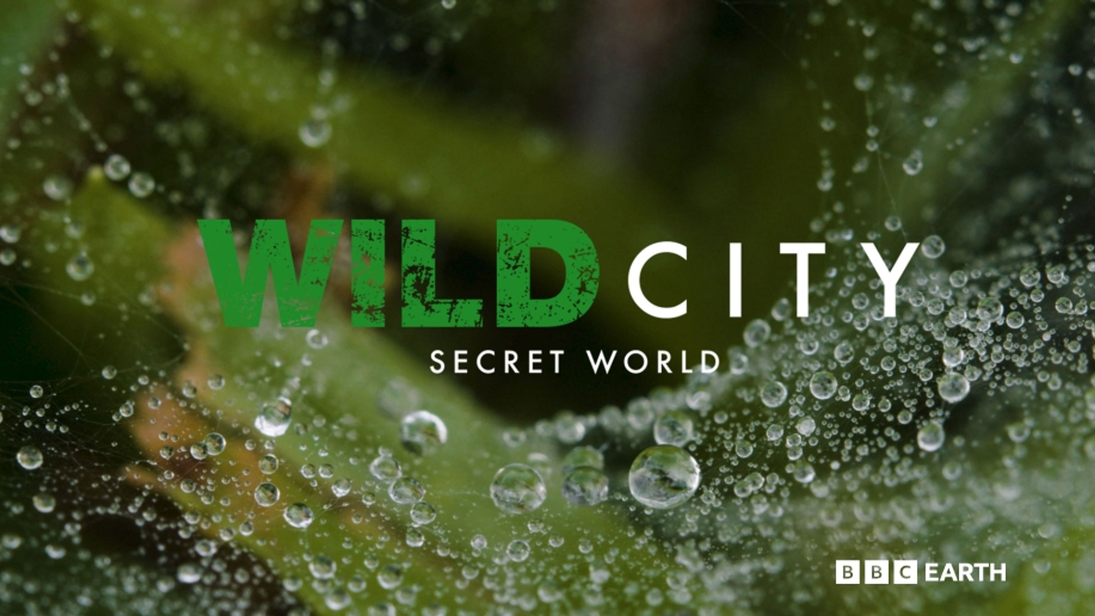 Wild City: Secret World