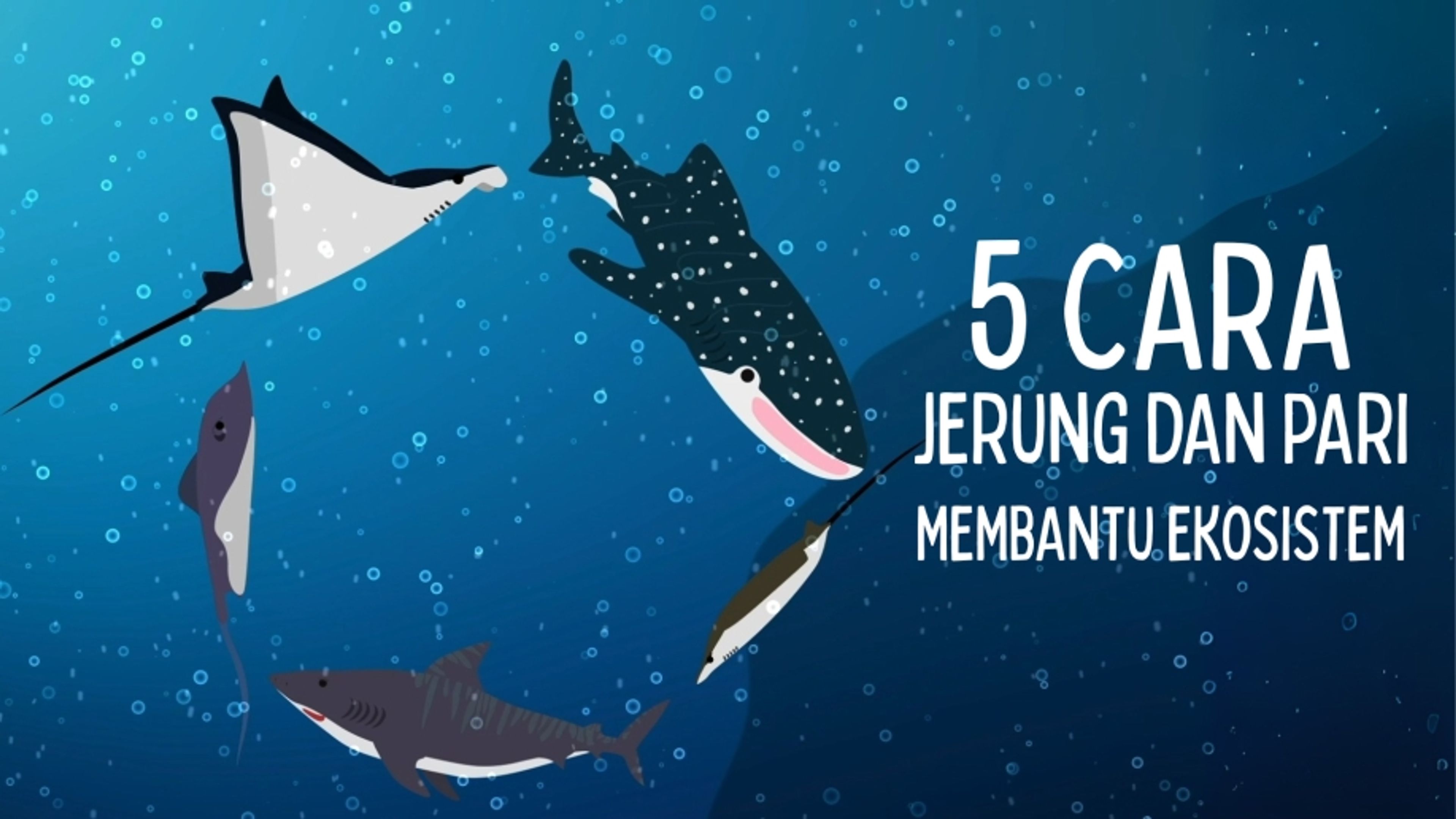 Sharks & Sting Rays (WWF)