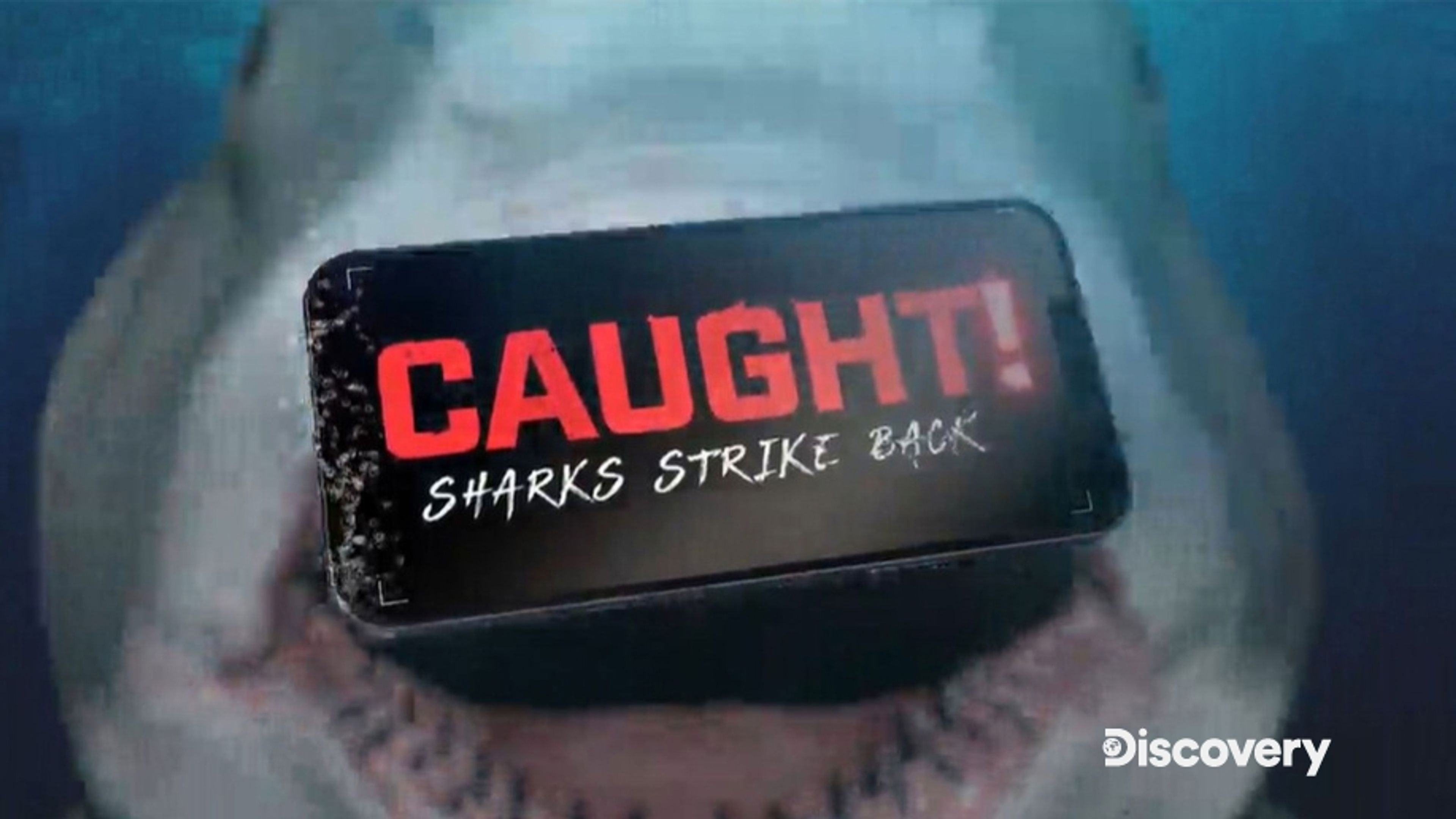 Caught! Sharks Strike Back