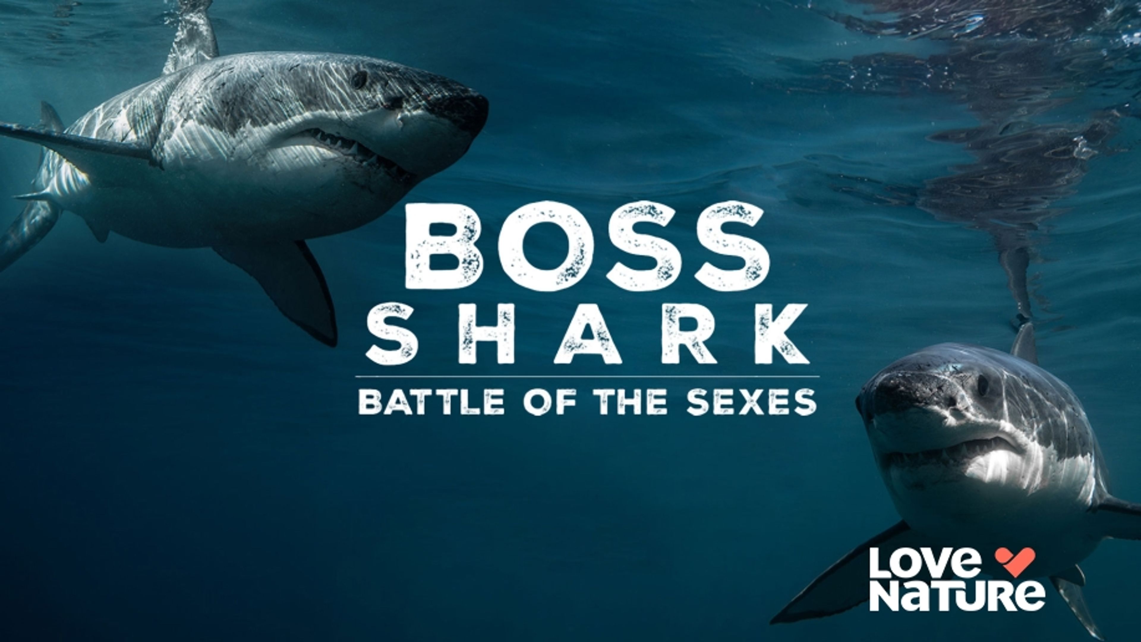 Boss Shark: Battles of the Sexes