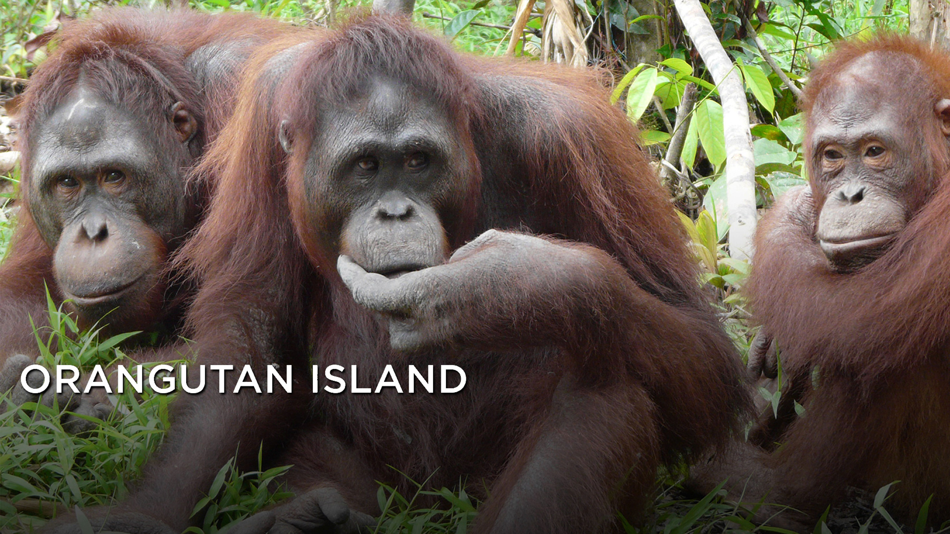 Orangutan Island S2