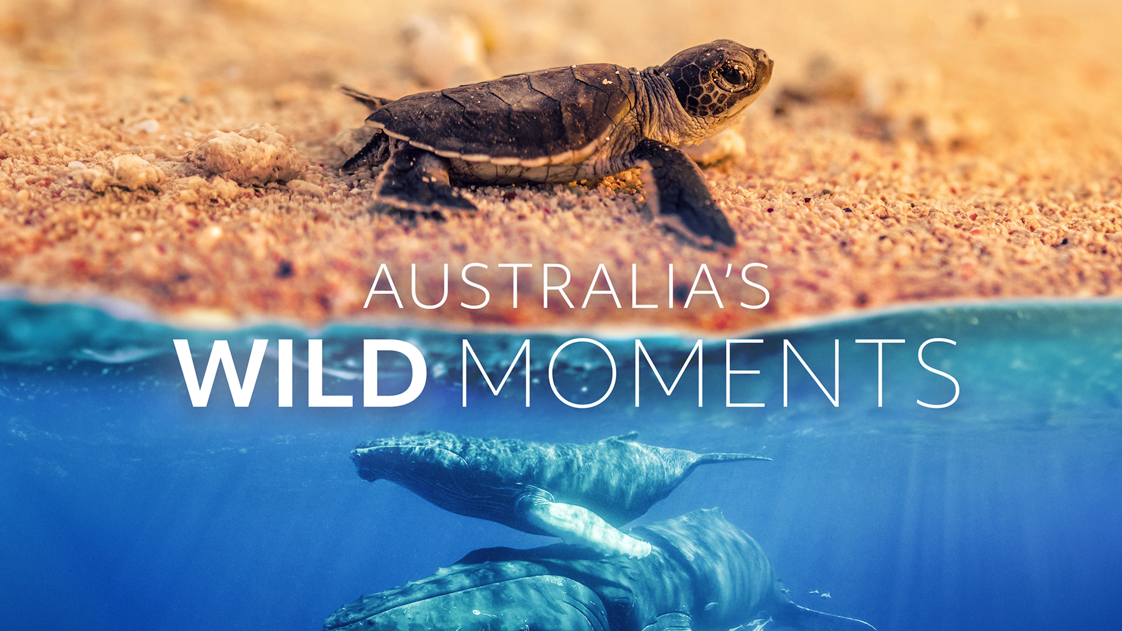 Australia's Wild Moments