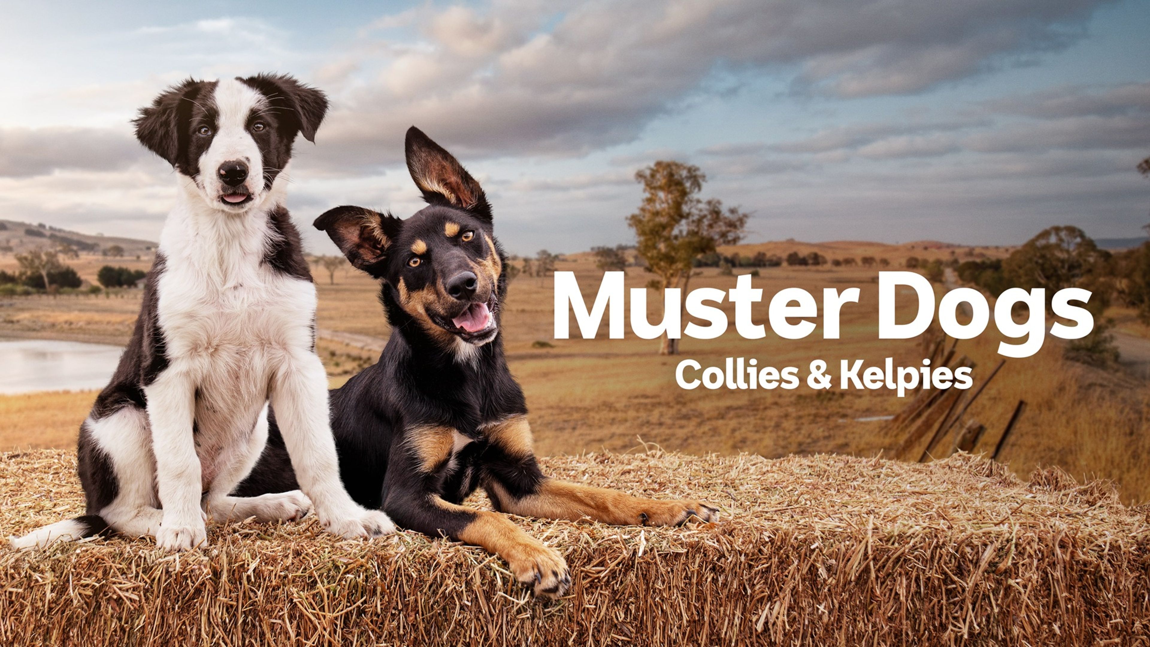 Muster Dogs: Collies and Kelpies
