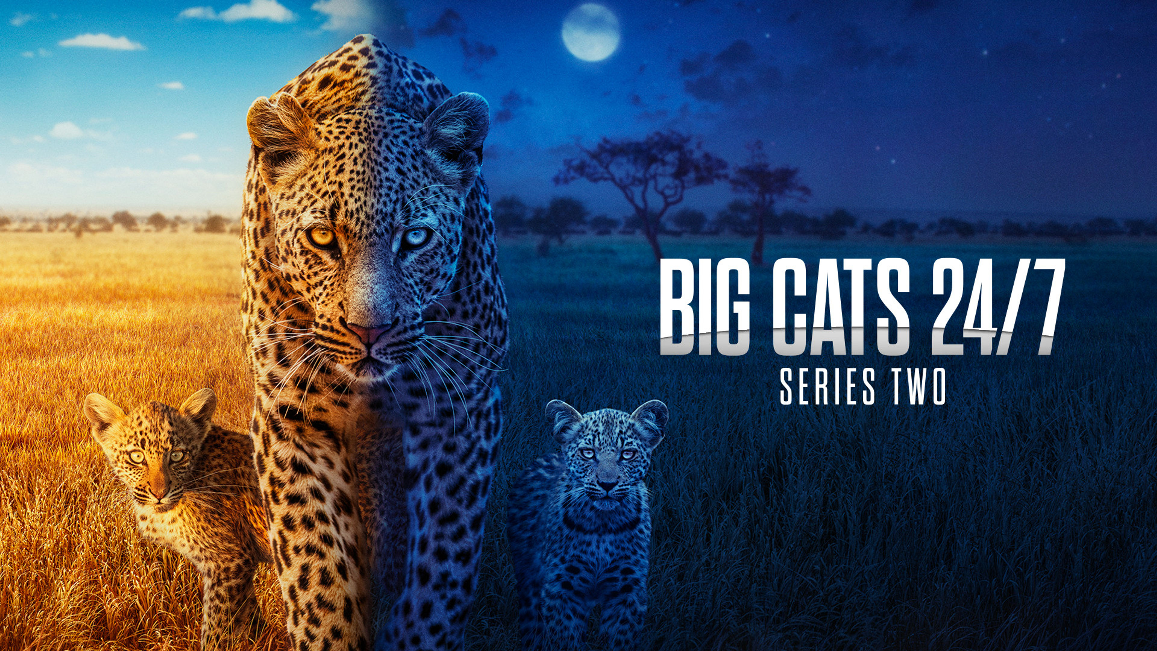 Big Cats 24/7 S2